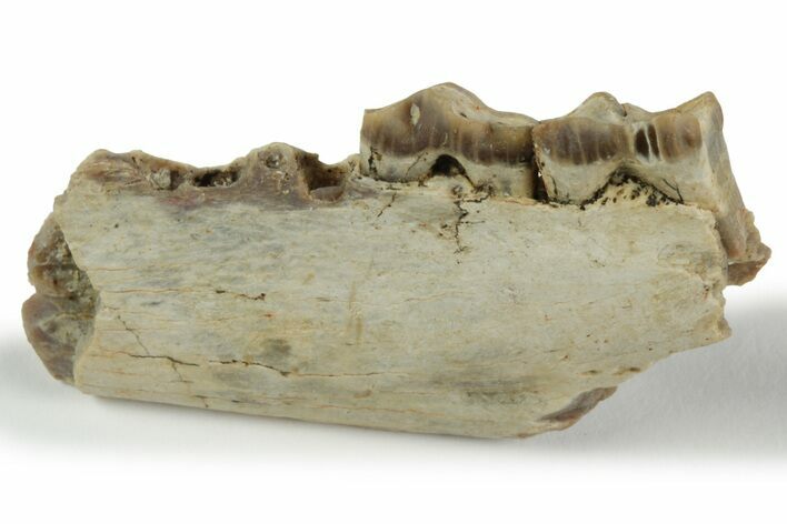 Fossil Early Ungulate (Xiphodon?) Jaw - Quercy, France #218457
